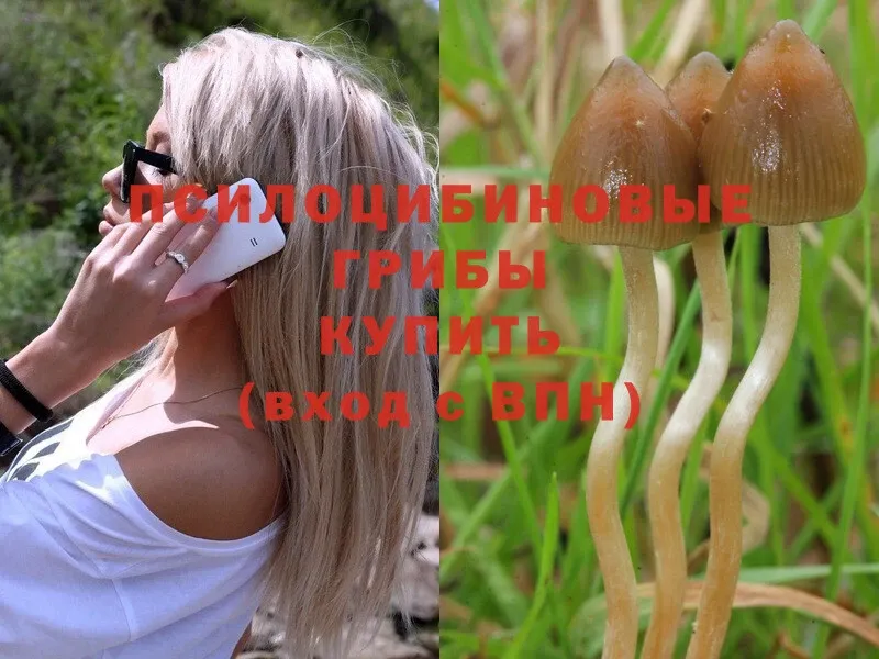 Псилоцибиновые грибы Magic Shrooms Кисловодск