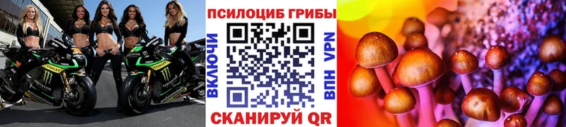 купить  цена  Кисловодск  Псилоцибиновые грибы Psilocybine cubensis 